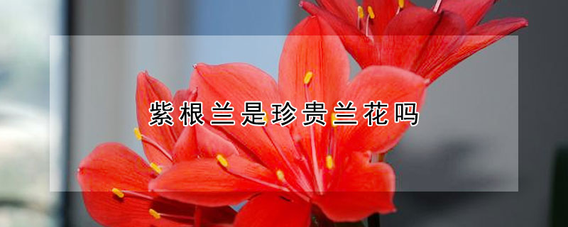 紫根兰是珍贵兰花吗