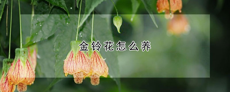 金铃花怎么养