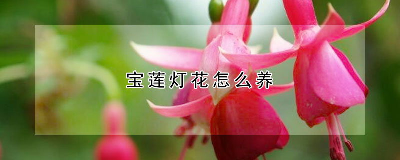 宝莲灯花怎么养