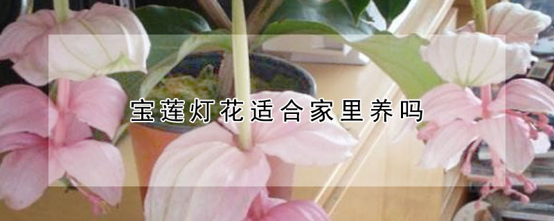 宝莲灯花适合家里养吗