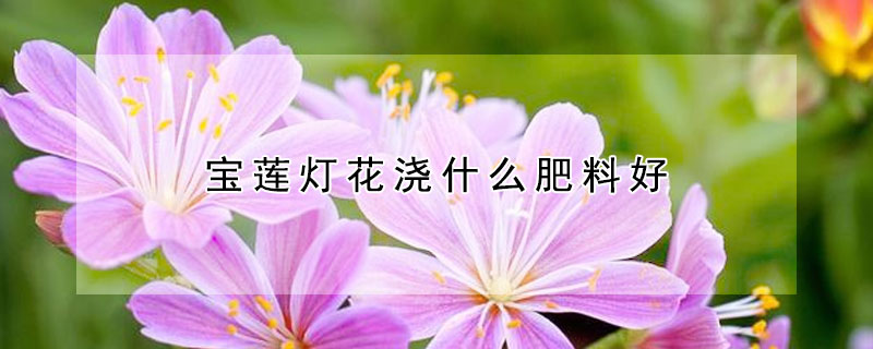 宝莲灯花浇什么肥料好