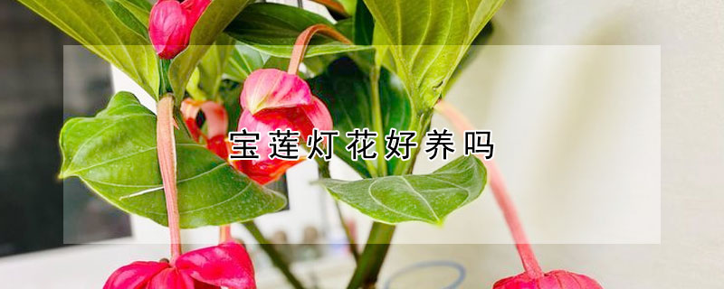 宝莲灯花好养吗