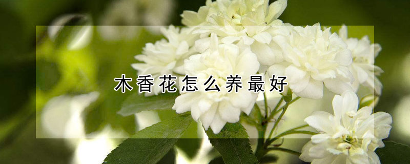 木香花怎么养最好