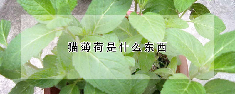 猫薄荷是什么东西