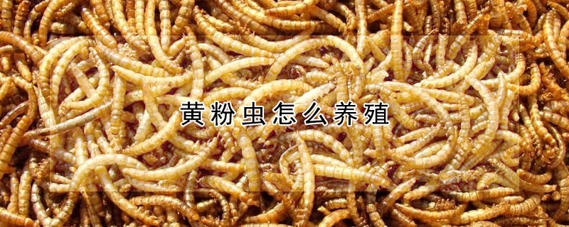 黄粉虫怎么养殖