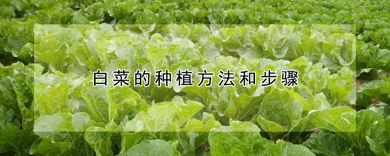 白菜的种植方法和步骤