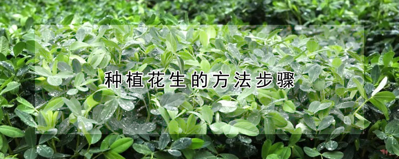 种植花生的方法步骤