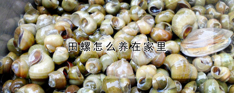 田螺怎么养在家里