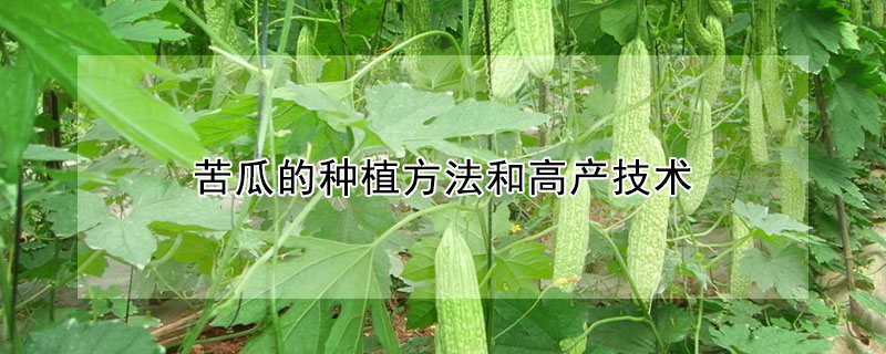 苦瓜的种植方法和高产技术