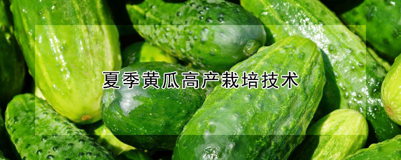 夏季黄瓜高产栽培技术