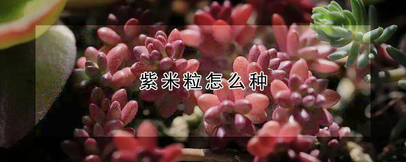 紫米粒怎么种