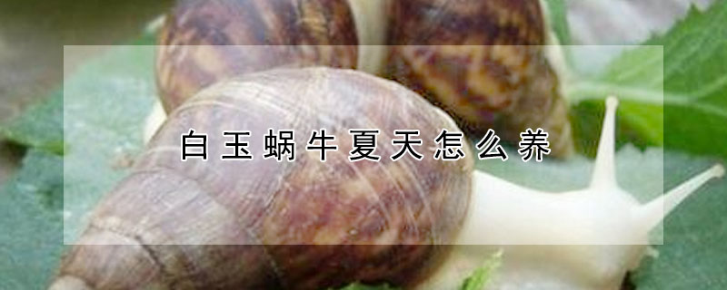 白玉蜗牛夏天怎么养