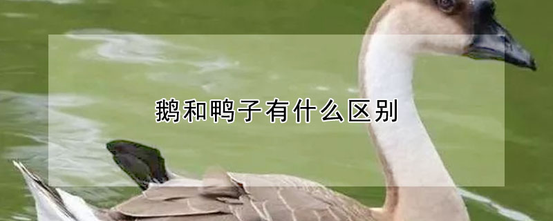 鹅和鸭子有什么区别