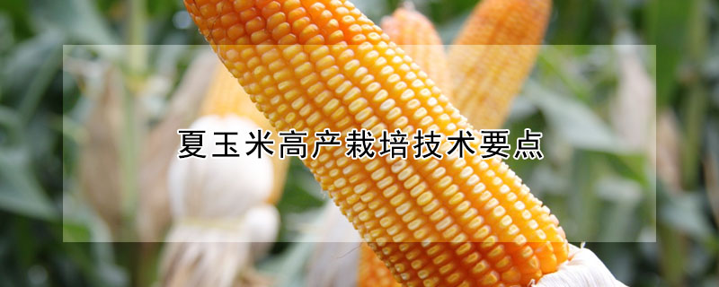 夏玉米高产栽培技术要点