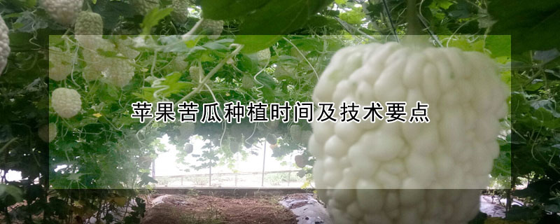 苹果苦瓜种植时间及技术要点