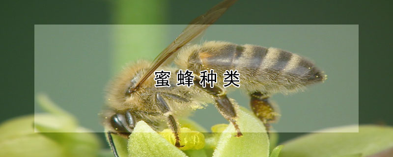 蜜蜂种类