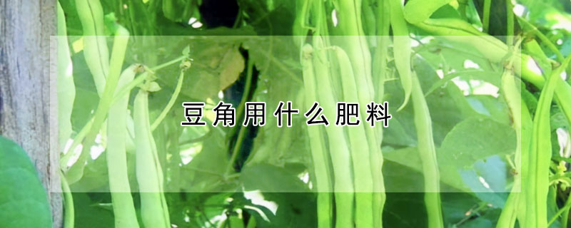 豆角用什么肥料