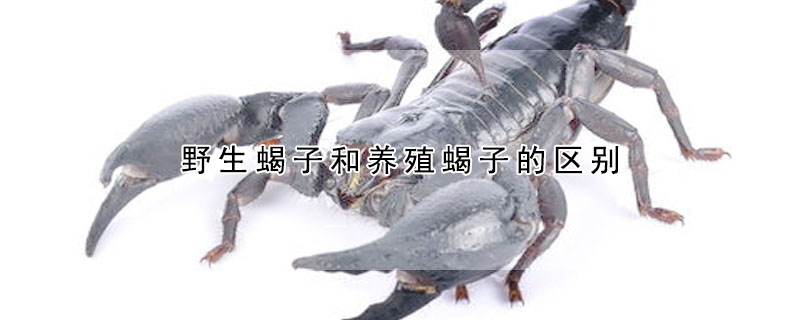 野生蝎子和养殖蝎子的区别