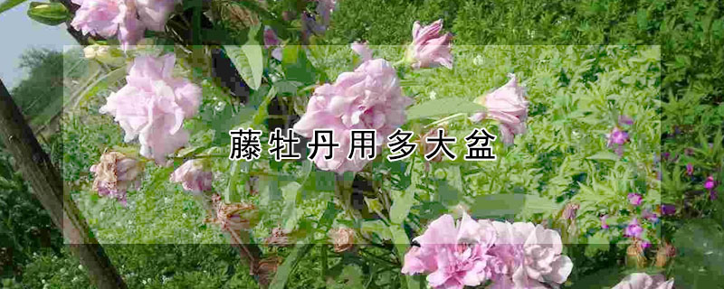 藤牡丹用多大盆