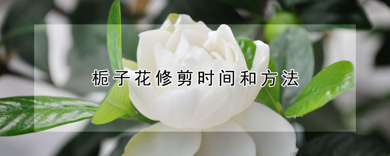 栀子花修剪时间和方法