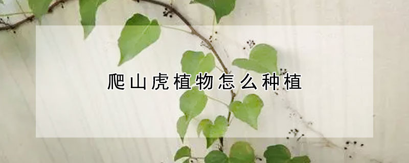 爬山虎植物怎么种植