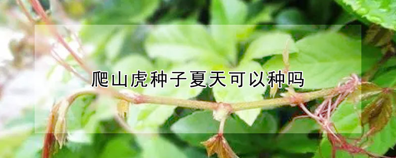 爬山虎种子夏天可以种吗