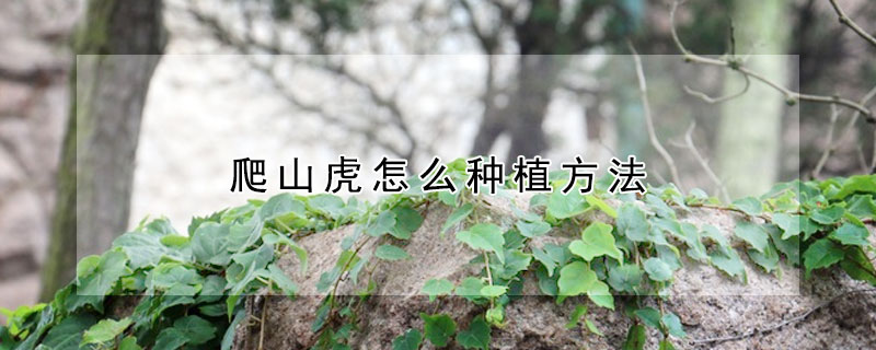 爬山虎怎么种植方法