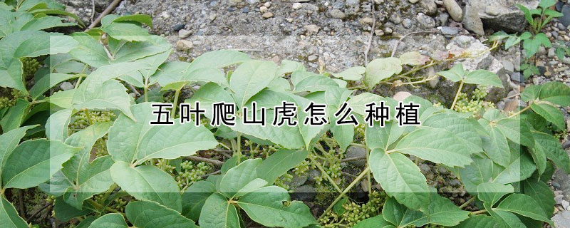 五叶爬山虎怎么种植