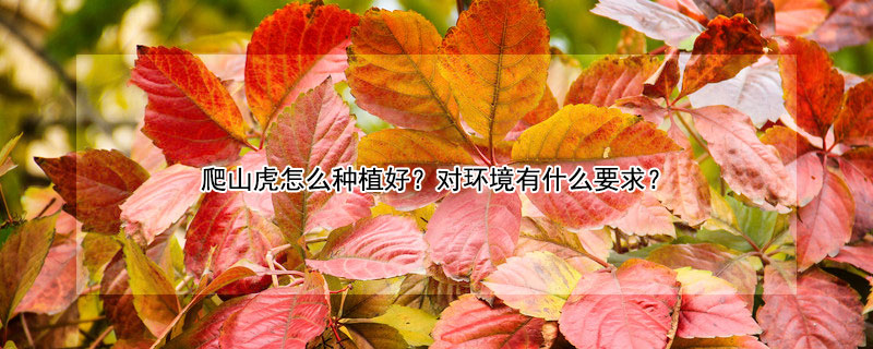 爬山虎怎么种植好?对环境有什么要求?