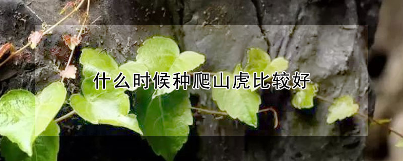 什么时候种爬山虎比较好