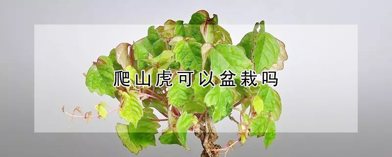 爬山虎可以盆栽吗