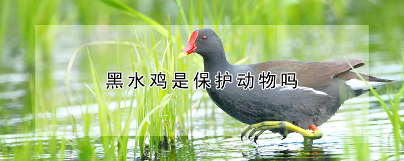 黑水鸡是保护动物吗