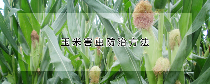 玉米害虫防治方法