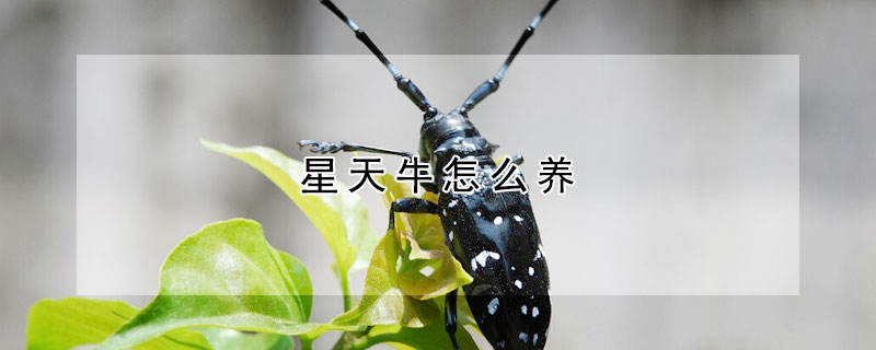 星天牛怎么养