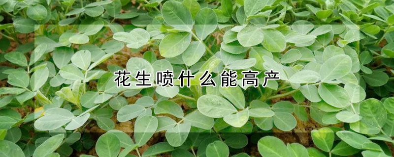 花生喷什么能高产