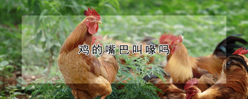 鸡的嘴巴叫喙吗