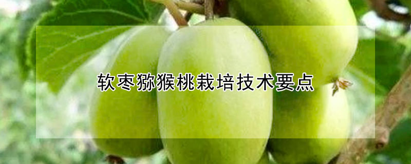 软枣猕猴桃栽培技术要点
