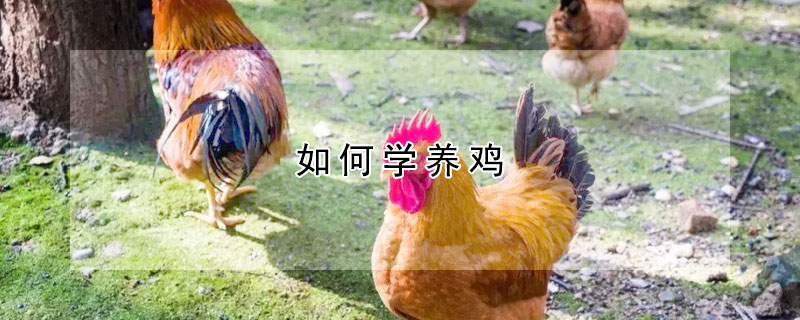 如何学养鸡