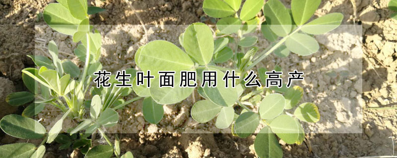 花生叶面肥用什么高产