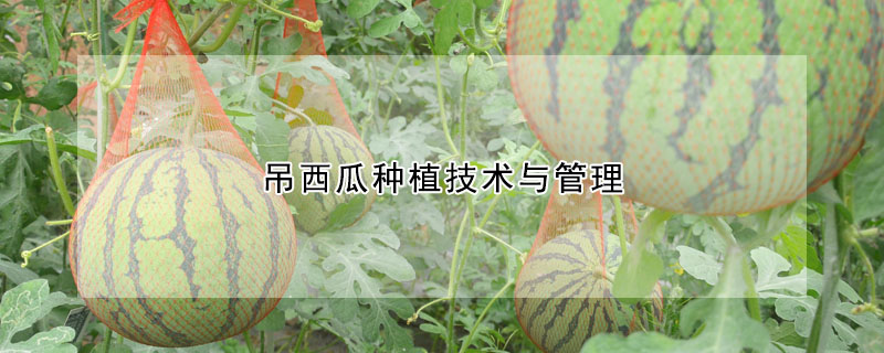 吊西瓜种植技术与管理