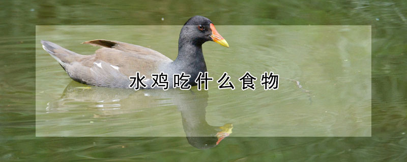 水鸡吃什么食物