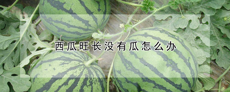 西瓜旺长没有瓜怎么办