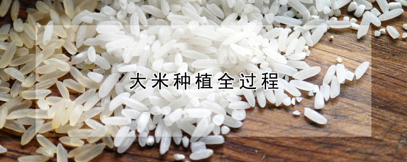 大米种植全过程