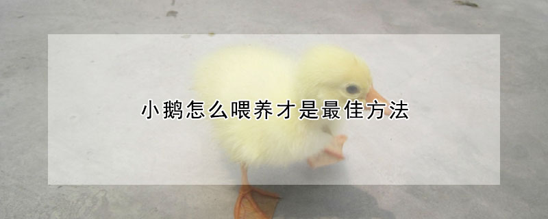 小鹅怎么喂养才是最佳方法