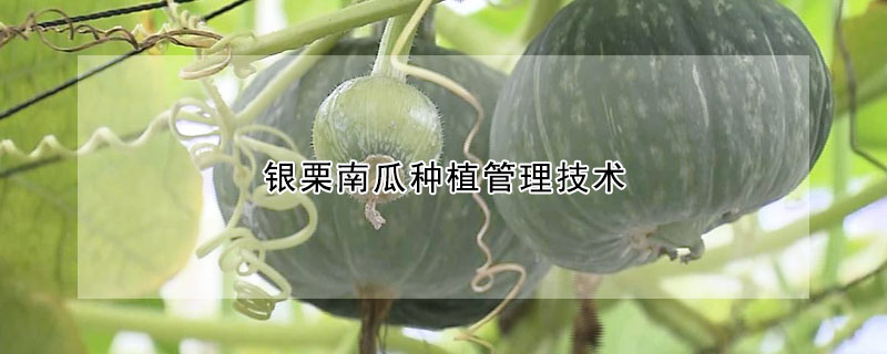 银栗南瓜种植管理技术