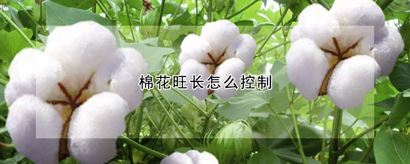 棉花旺长怎么控制