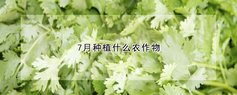 7月种植什么农作物