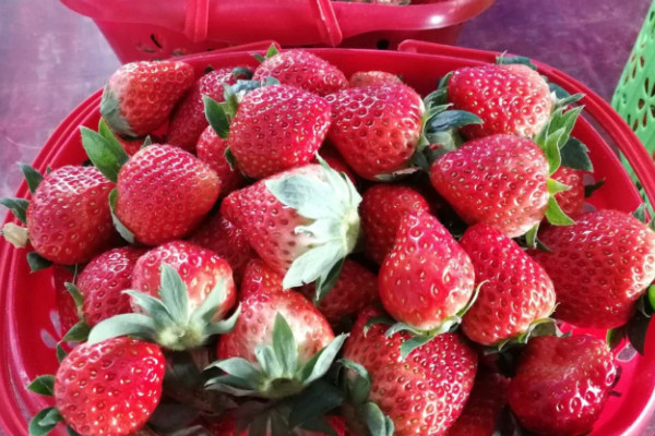 草莓什么时候种植最好 草莓的种植技术与管理