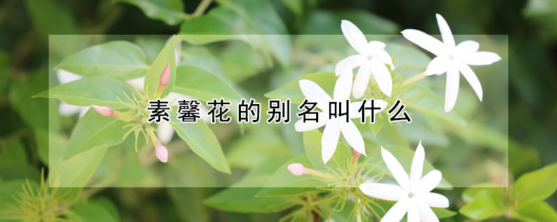 素馨花的别名叫什么