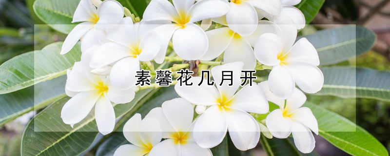 素馨花几月开